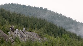 Save the Fairy Creek Watershed!