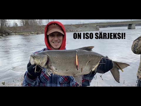 TOUTAIMEN VÄSYTYS - OHUET SIIMAT SEKÄ HERMOT KIREÄNÄ