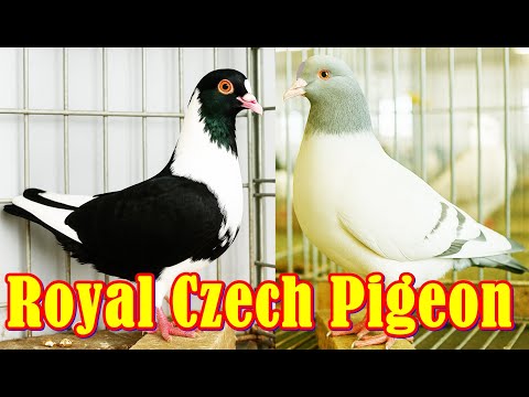 Prachen Kanik royal fancy bird Czech breed
