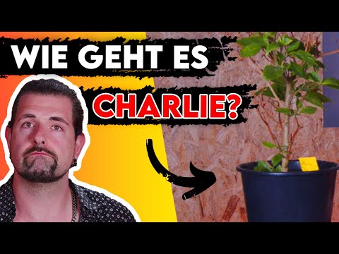 Chili Bonsai? | So geht's meiner CHILI Pflanze Charlie🌶️ Update