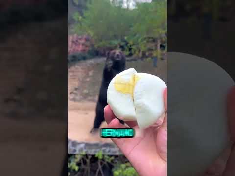 El oso que pidió comida educadamente 🐻🍯 #youtubeshorts