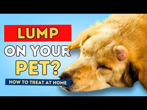 Lumps In Dogs And Cats: When To See The Vet, How To Treat At Home