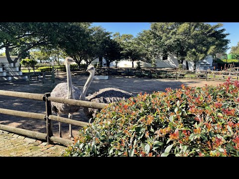 Visitando a fazenda de avestruzes na Cidade do Cabo,Fazenda de avestruzes na Cidade do Cabo, África do Sul. Parte -1#avestruzes