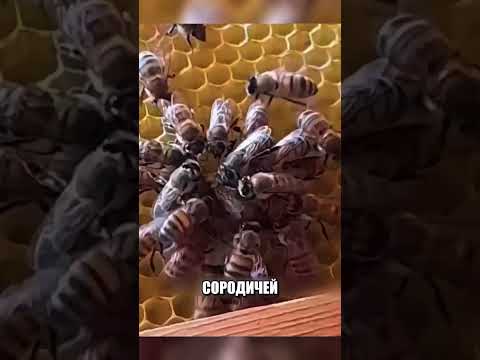 Учёные не поняли этот ПРИКОЛ улья😲🔥🐝