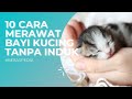 How To Care For A Kitten Without Its Mother