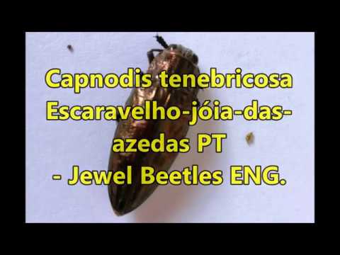 1600x Zoom Capnodis tenebricosa Escaravelho jóia das azedas PT  Jewel Beetles ENG 1600x Zoom