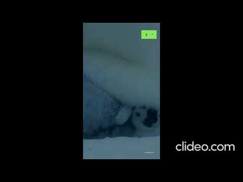 Baby Penguin Must Find Mother Before Freezing