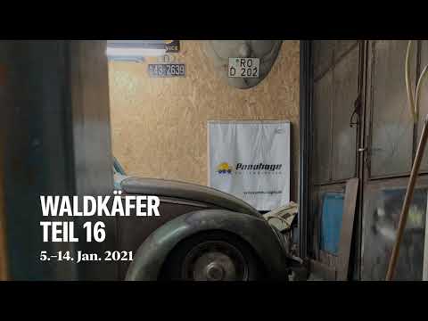 Waldkäfer Teil 16