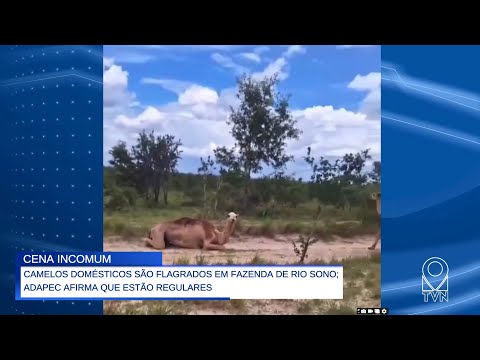 CAMELOS DOMÉSTICOS SÃO FLAGRADOS EM FAZENDA DE RIO SONO; ADAPEC AFIRMA QUE ESTÃO REGULARES