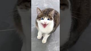 Download lagu This Is Your Daily Dose of Cats Day 48😂 mp3