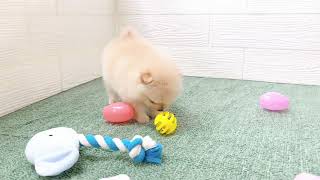 ポメラニアンの動画01