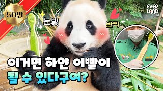 [Panda Story] Brush Your Teeth🪥 And Then Rinse Your Mouth💦 | Everland Panda World