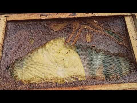 Stimulativna prihrana pčelinjih zajednica u kolovozu