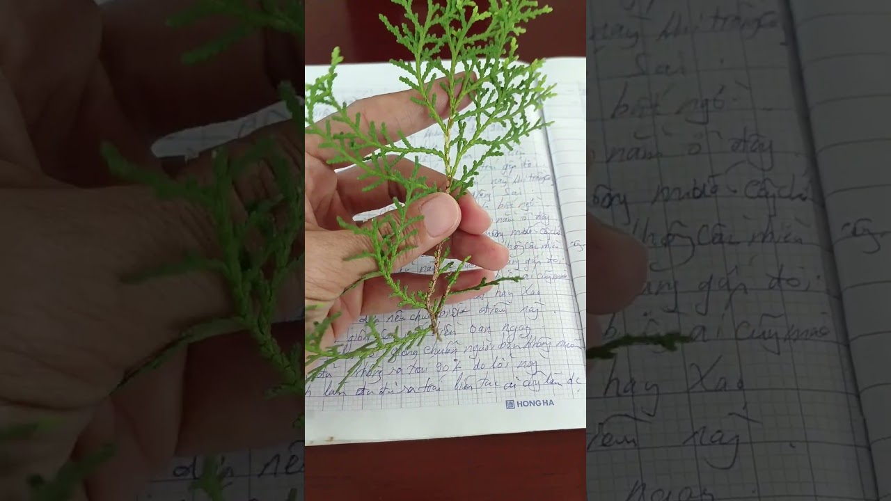 “Cái lá này từng làm tụi nhỏ ‘tin sái cổ’…”