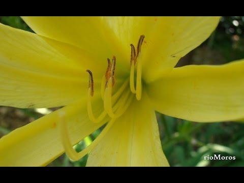 Lirio de un día: Hemerocallis citrina