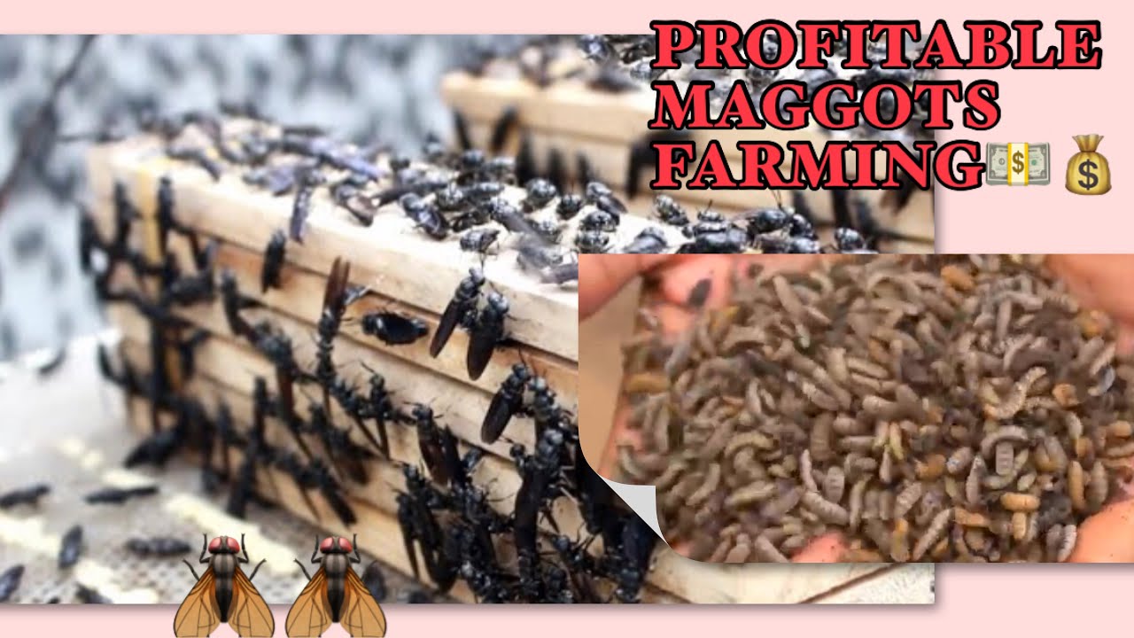 BLACK SOLDIER FLIES FARMING AND MAKING PROFITABLE MAGGOT BUSINESS