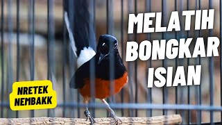 Download lagu MURAI BATU GACOR FULL ISIAN TEMBAKAN KASAR SANGAT AMPUH MELATIH MURAI BATU EMOSI BONGKAR ISIAN mp3