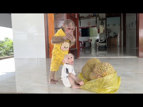 The extremely cute reactions of monkeys SinSin, SuBi and Gia Nhi when they first ate durian