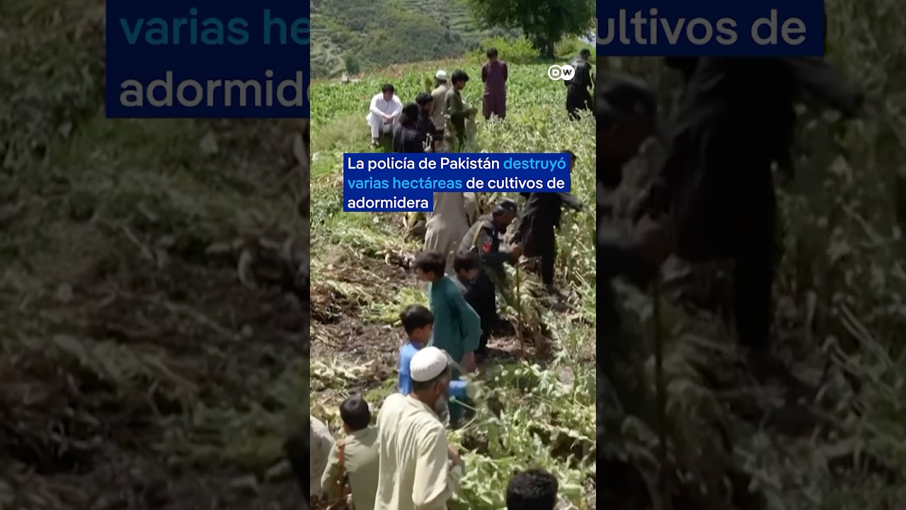 Policía pakistaní destruye cultivos de amapola para opio