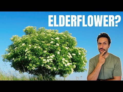 Elderflower: How to Identify & Avoid the Lookalikes