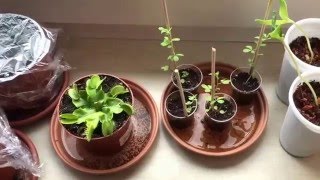 Wassermelonen anbauen. #Part 12# Die Mexikanische Mini Melone hat Blüten :)