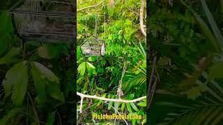 Download lagu Tapau merbah lekir bukit Kijal! #MatKor #merbahlekirterengganu mp3 Download lagu Tapau merbah lekir bukit Kijal! #MatKor #merbahlekirterengganu mp3