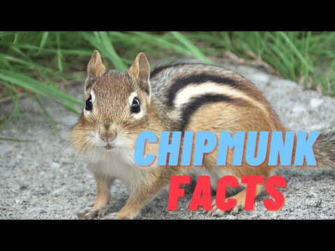 11 (New) Chipmunk Facts You Didn't Know [Must Check #5]
