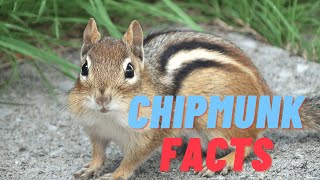 11 (New) Chipmunk Facts You Didn