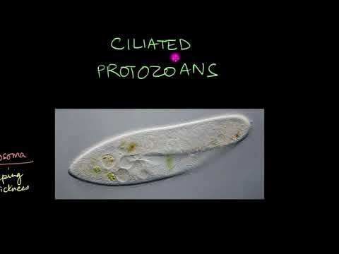 Protozoa | Biological Classification | Biology | Khan Academy