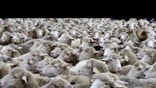 Zazie - Les Moutons 1995