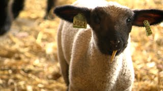 Postcard from Campus: Baby animals