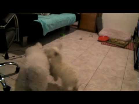 Dog Fight Bichon and Westy - Pelea de perros cuidado personas impresionables