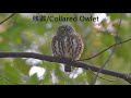 鵂鶹 Collared Owlet Glaucidium Brodiei Pardalotum Call