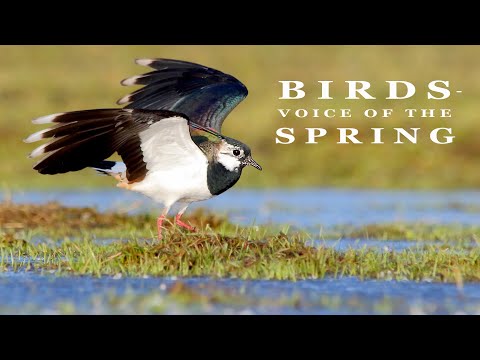 BIRDS - SOUNDS OF THE SPRING