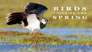 BIRDS - voice of the spring