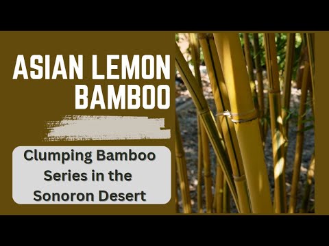 Asian Lemon Bamboo Highlight - bambusa eutuldoides - YouTube