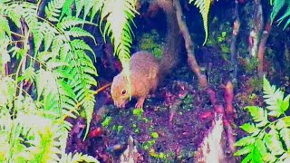 Download lagu suara tupai pikat mp3