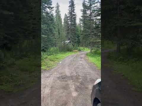 Looking out from camp toward the toilet.