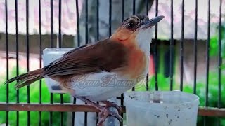 Download lagu Burung Masteran Planduk Bukit Atau Dada Putih Gacor Mantap mp3