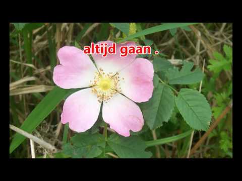 Glorieklokken 296-a Dierb're Heer vat mijn hand Country Trail Band