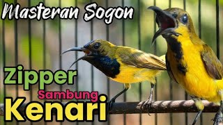 Download lagu SOGON NEMBAK ZIPPER SAMBUNG KENARI❗ BIKIN SOGON JADI JUARA. mp3 Download lagu SOGON NEMBAK ZIPPER SAMBUNG KENARI❗ BIKIN SOGON JADI JUARA. mp3