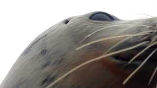 Seal attacks hunter! Buddy Love the seal. Raymarine on board