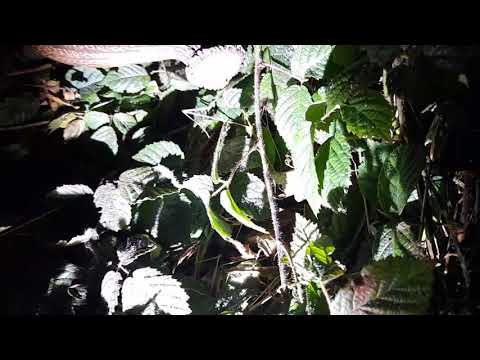 Zrzuty 2021 " 18:43 O tej porze nigdy jeszcze zrzuta nie znalazłem "