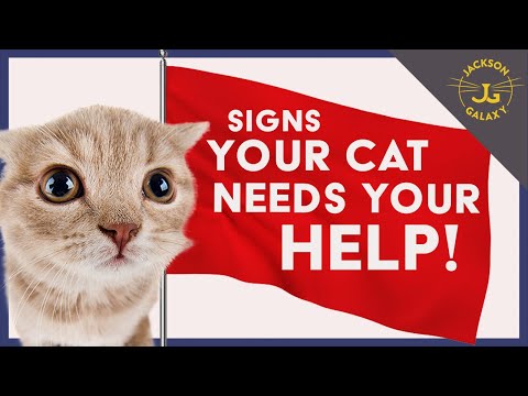 🚩Your Cat is Sending You Red Flags - Don't Ignore Them!🚩