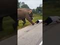 Elephant Attack Shorts Youtubeshorts Short Wildlife Elephant Trending Viral