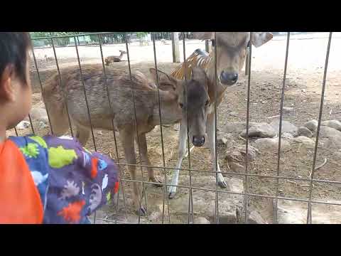 Rusa Baru Tumbuh Tanduknya