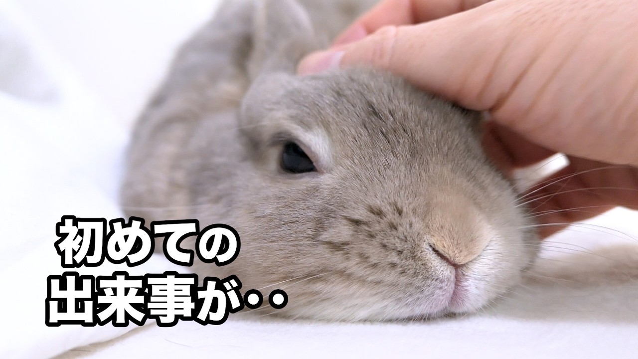うさぎを撫でてたら初めての出来事が‥