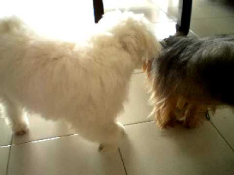 CoCo with Bam Bam playing!