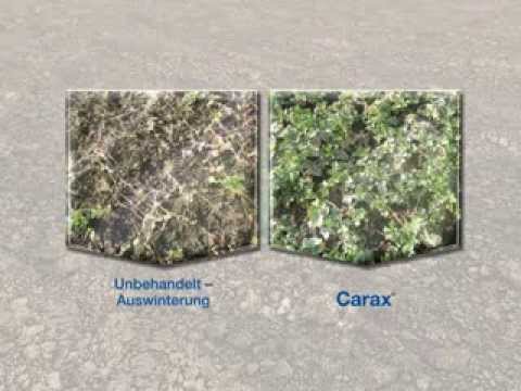 Carax® - Anwendung in Raps im Herbst