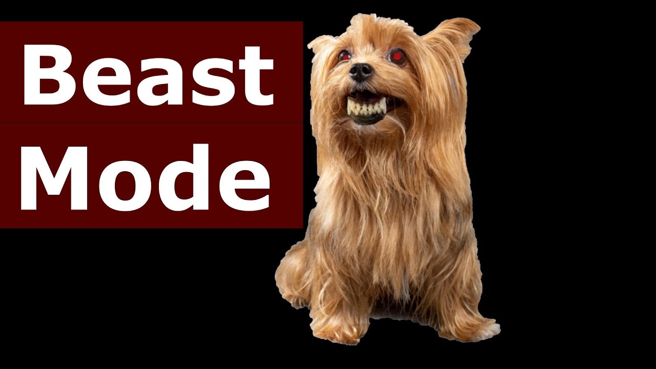 Angry Yorkshire Terrier Barking